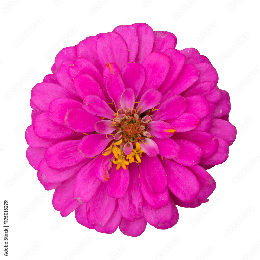 Zinnia Flower isolated on white background, clipping path