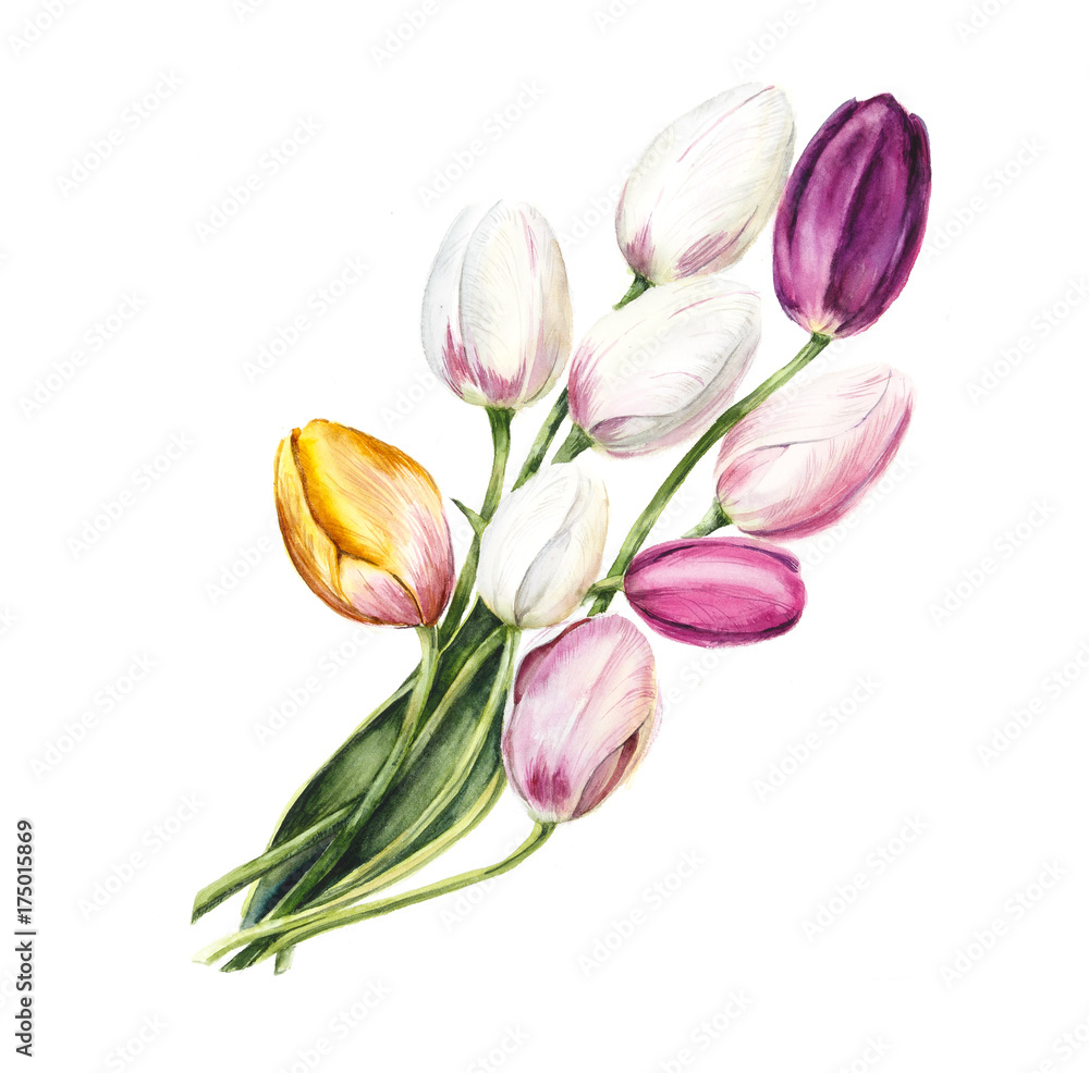Tulips. Wedding drawings. Greeting cards. Flower backdrop. Hand drawn watercolor illustration.