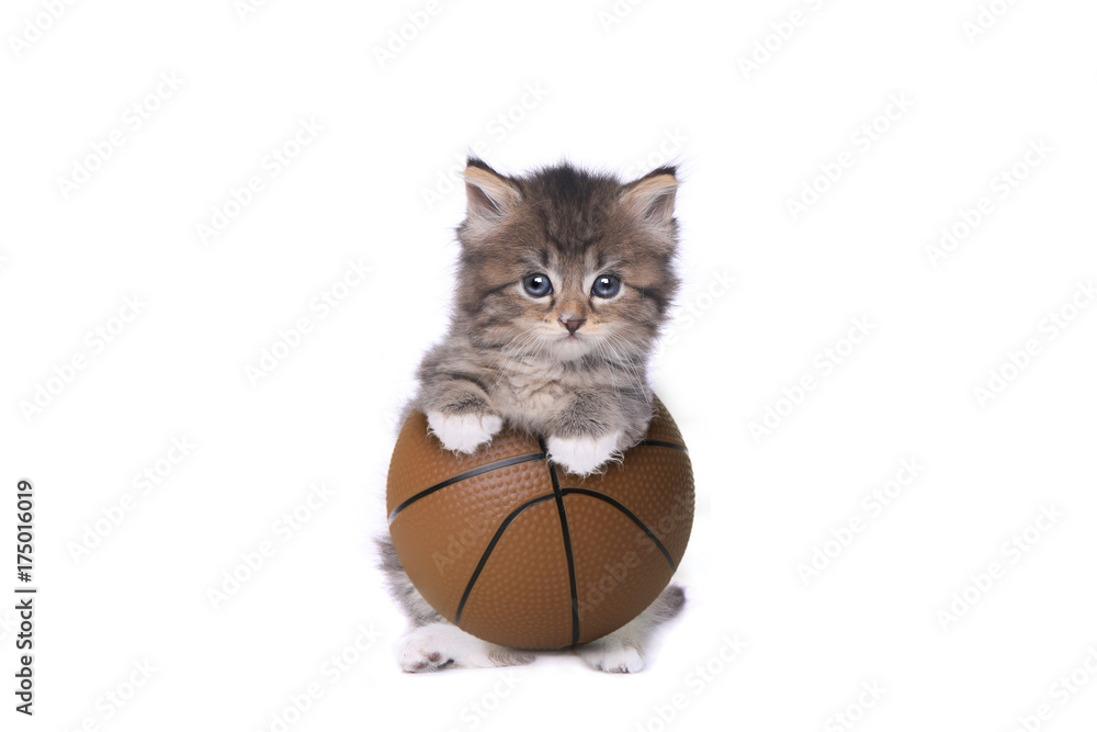 Fotografie Maincoon Kitten With a Basketball