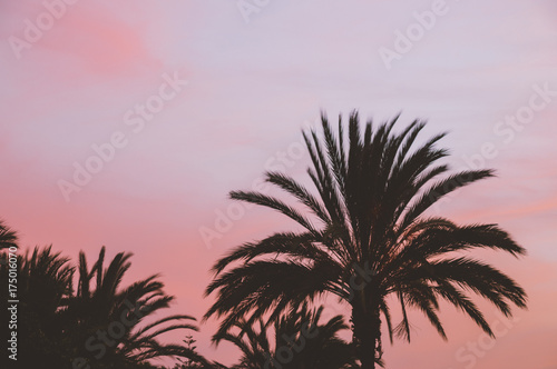 Palm tree silhouettes against colorful sunset sky