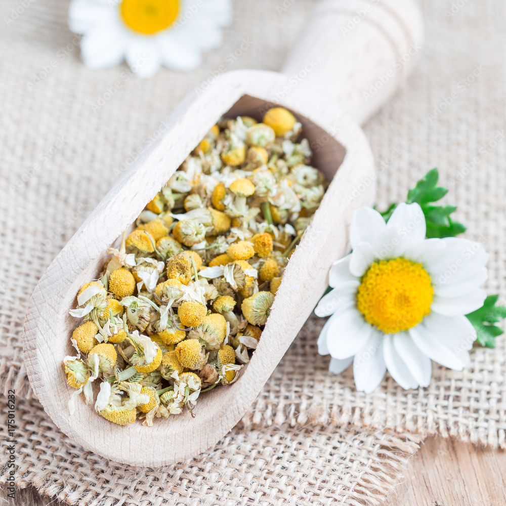 Dry chamomile tea in wooden scoop, fresh chamomile flowers on background, square format Dry chamomile tea in wooden scoop, fresh chamomile flowers on background, square format