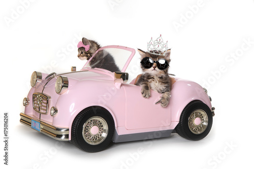 Fototapeta Naklejka Na Ścianę i Meble -  Cute Maincoon Kittens With Driving a Convertible