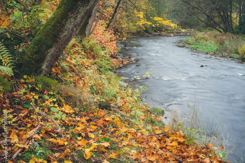 Autumn-time vivid river bank