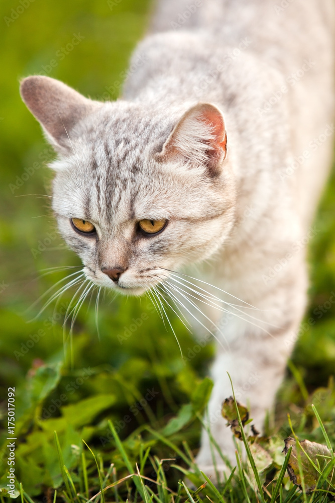 Cat walking on the grass closeup