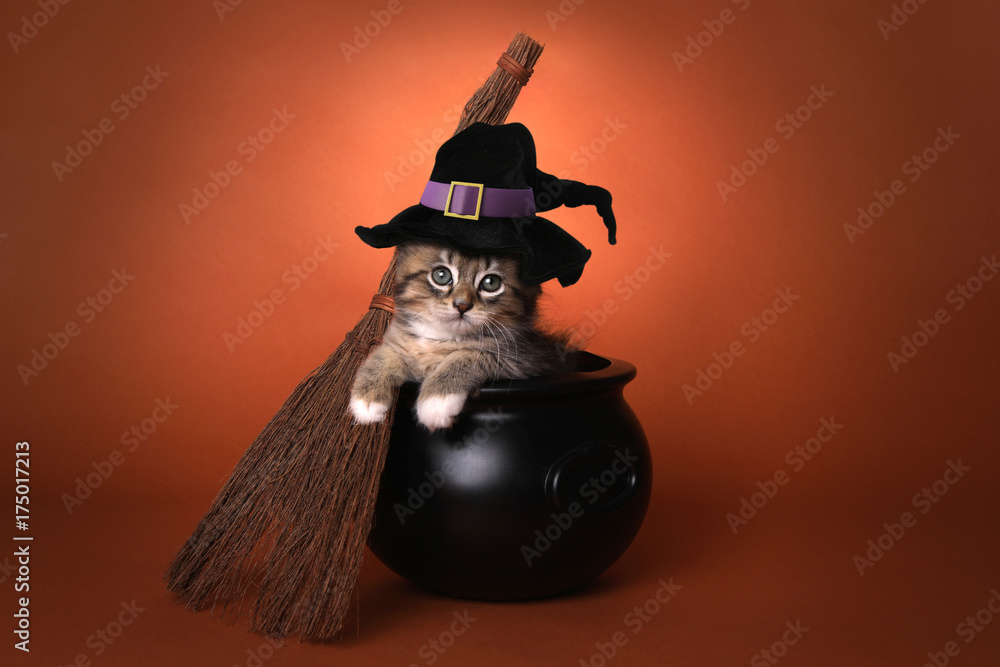 Fototapeta premium Cute Halloween Witch Themed Kitten