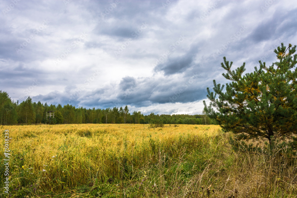 Autumn landscape with a yellow field. Autumn landscape with a yellow field.