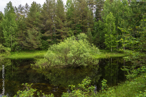 A large green Bush in the middle of the lake.