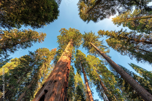 Sequoia Trees Rising to the Sky, Sequoia National Park, California.