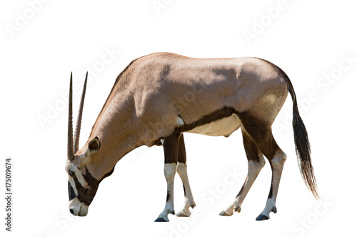 male gemsbok antilope isolated white background