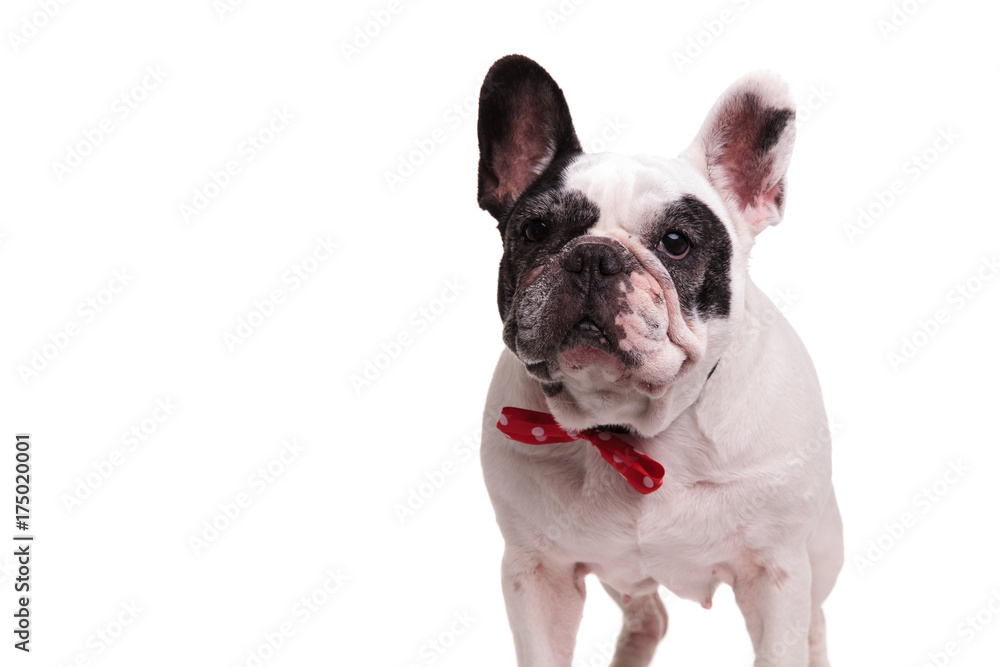 elegant french bulldog wearing red bowtie