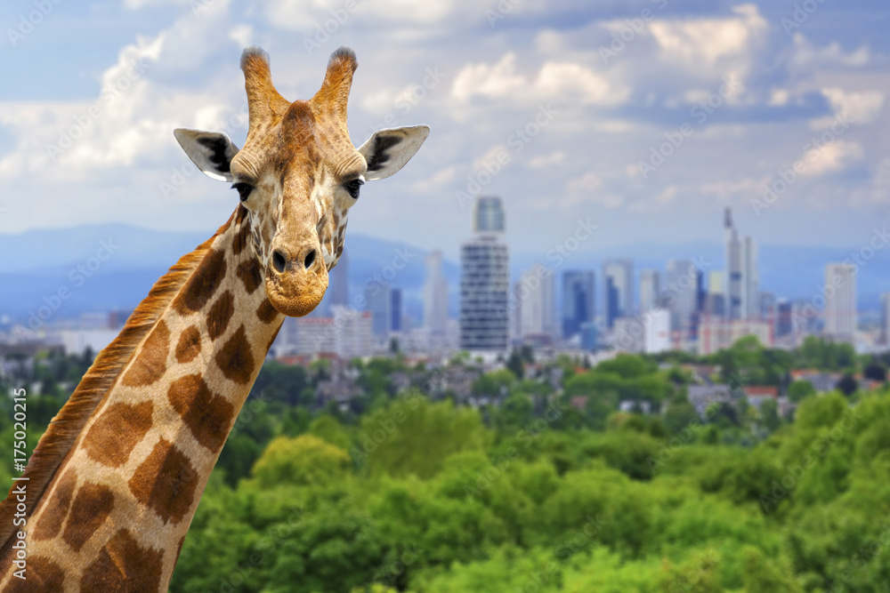 Plakat Giraffe with the city of on the background