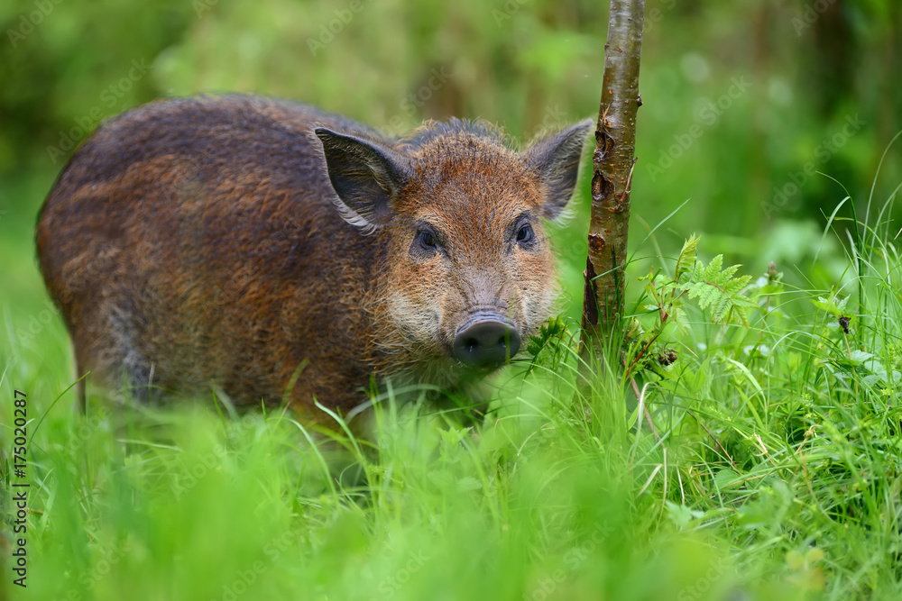 Fototapeta premium Wild boar on the forest