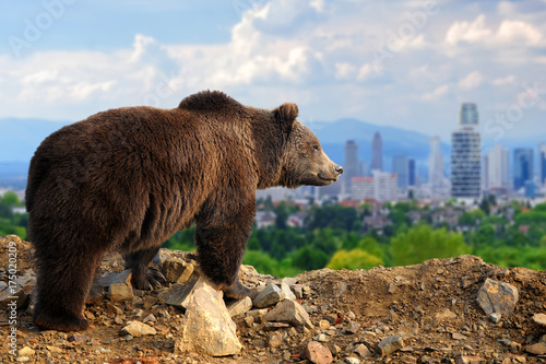 Bild auf Leinwand Bear with the city of on the background