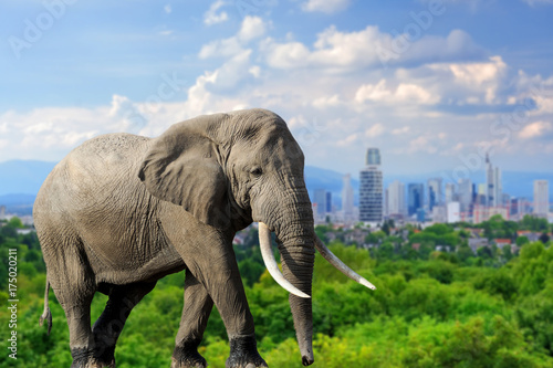 Elephant with the city of on the background