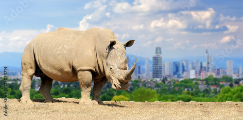 Photography Rhino with the city of on the background