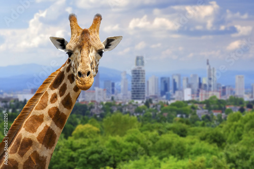 Giraffe with the city of on the background