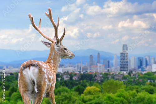 Photography Deer with the city of on the background