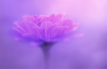 Sierkussen Paars Roze bloem op paarse waterverf achtergrond  © nadezhda F