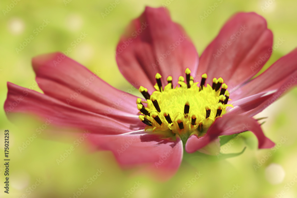 Red flower daisy on a light green blurred background. Closeup. Soft focus. Nature. Red flower daisy on a light green blurred background. Closeup. Soft focus. Nature.