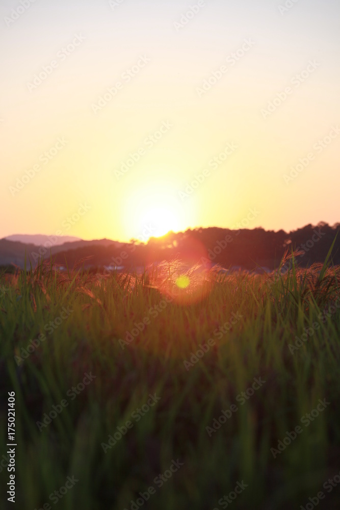 Fototapeta premium 夕暮れと稲穂