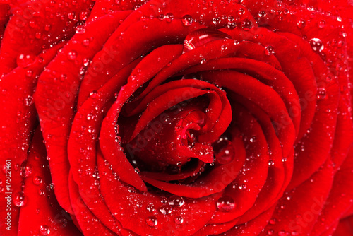 Red rose with dew drops close-up. Natural texture.