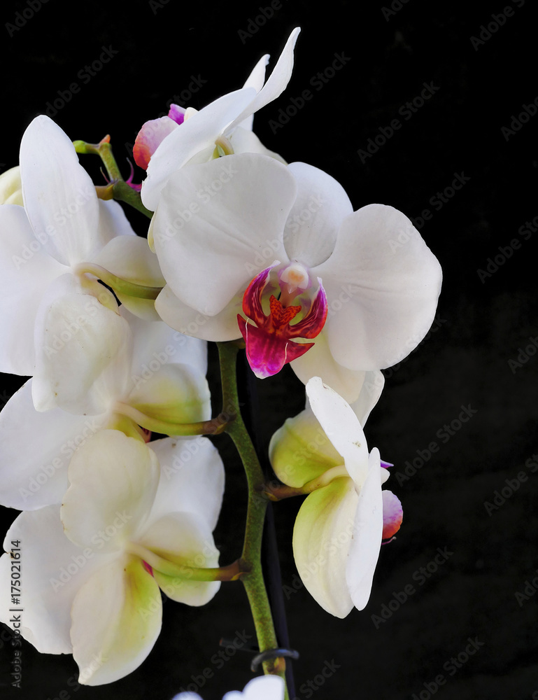 Obraz premium white crisp orchids on black background