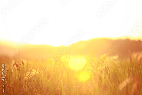 夕暮れと稲穂