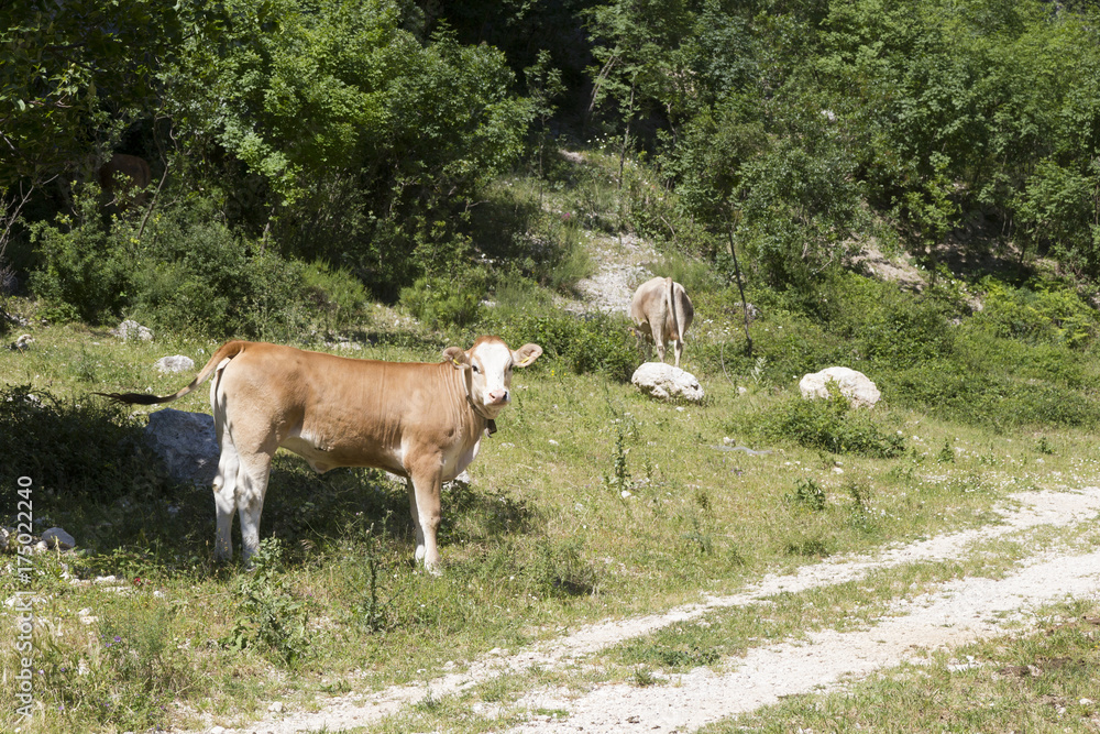 Obraz premium Brown Calf on mountain farm