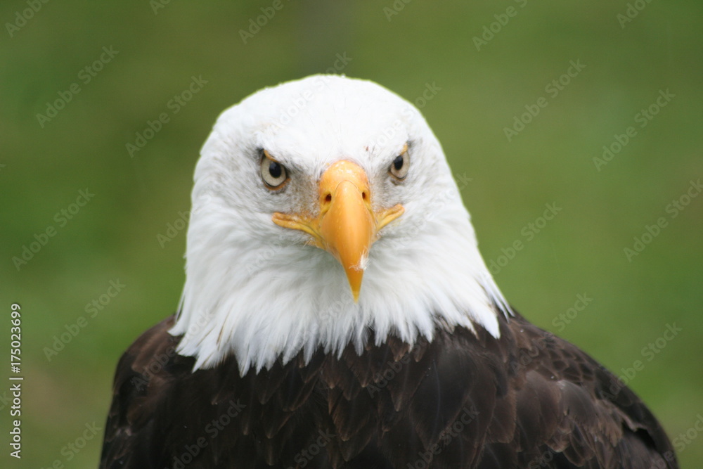 Weißkopfseeadler Weißkopfseeadler