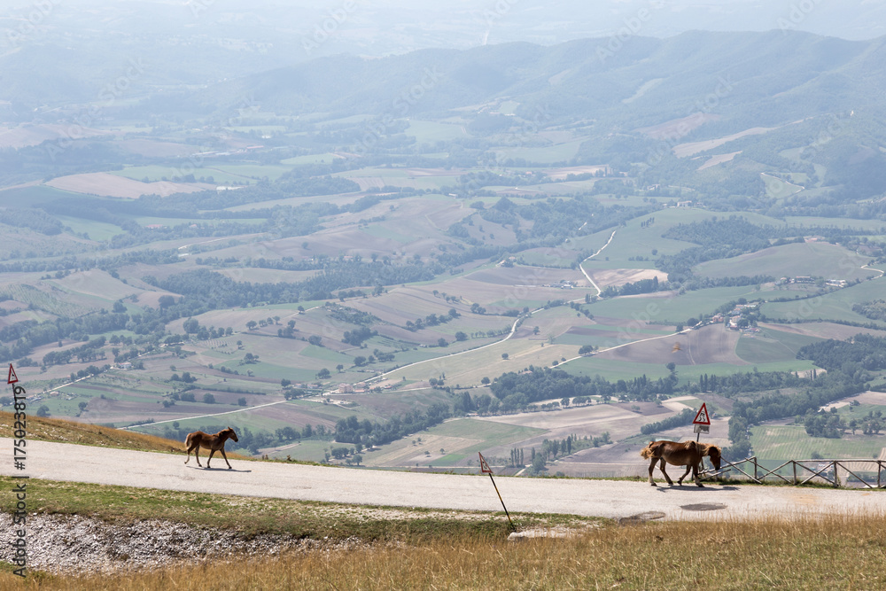 Two horses walking on a mountain road, above a big valley