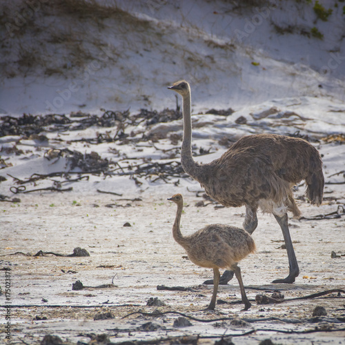 An ostrich and its chick near Cape Point, South Africa photo