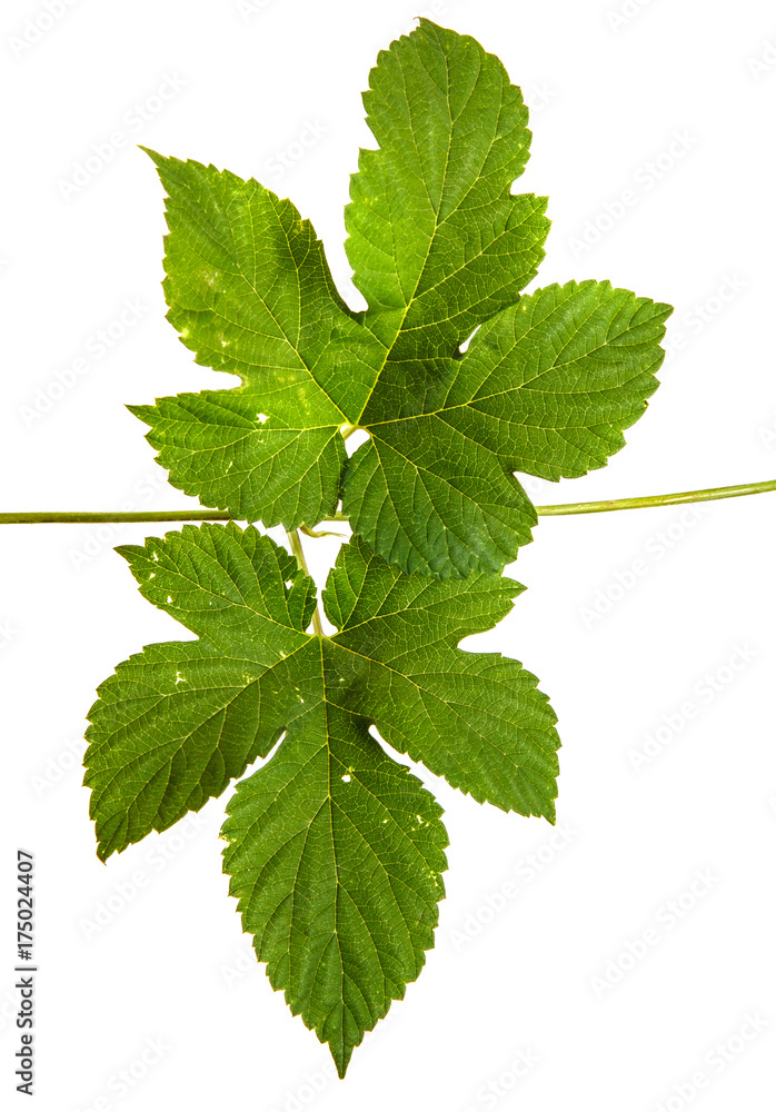 green hop leaves. Isolated on white background green hop leaves. Isolated on white background