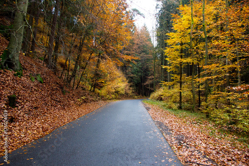 Autumn Trees and Road © linda_vostrovska