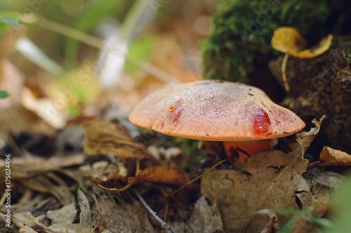 fistulina hepatica mushroom, also known as the ox tongue. Picking mushrooms in the autumn forest. photo