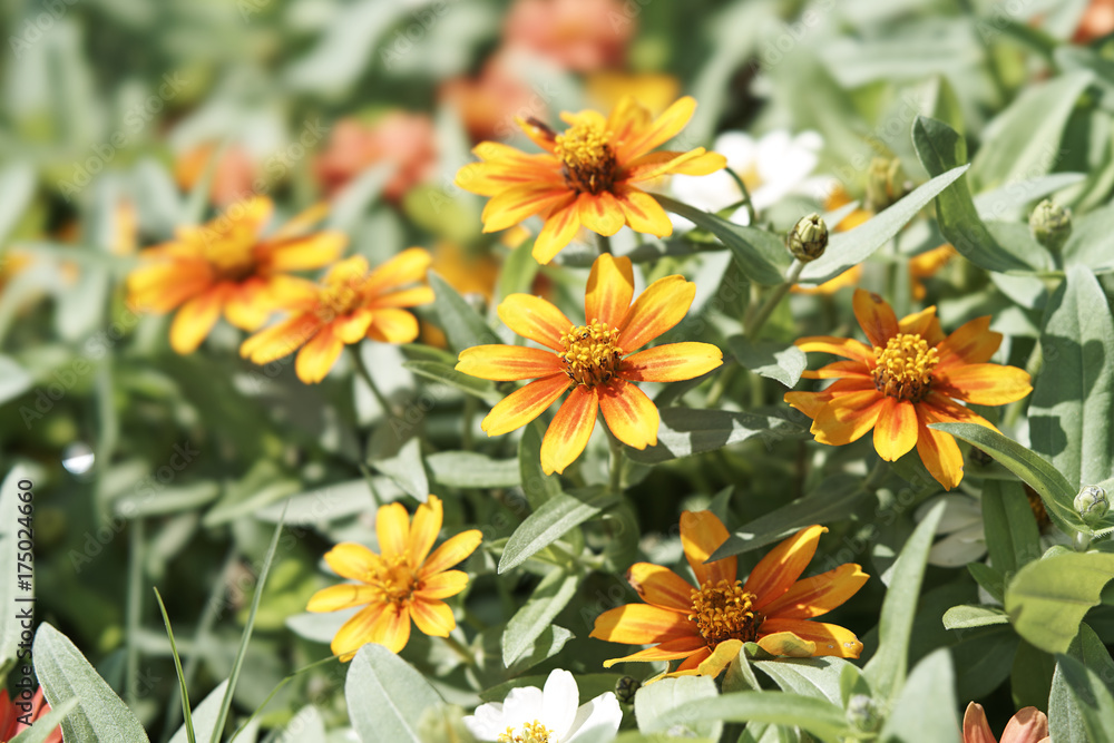 Fototapeta premium Flower