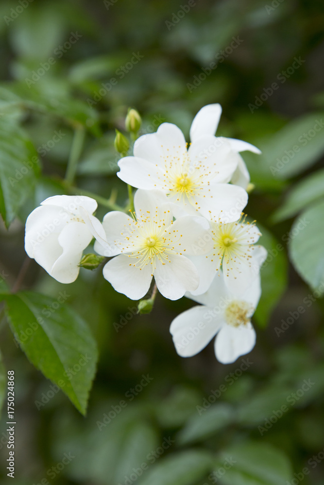 Multiflora rose