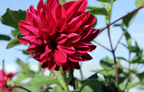 Head of red dahlia flower in summer garden photo