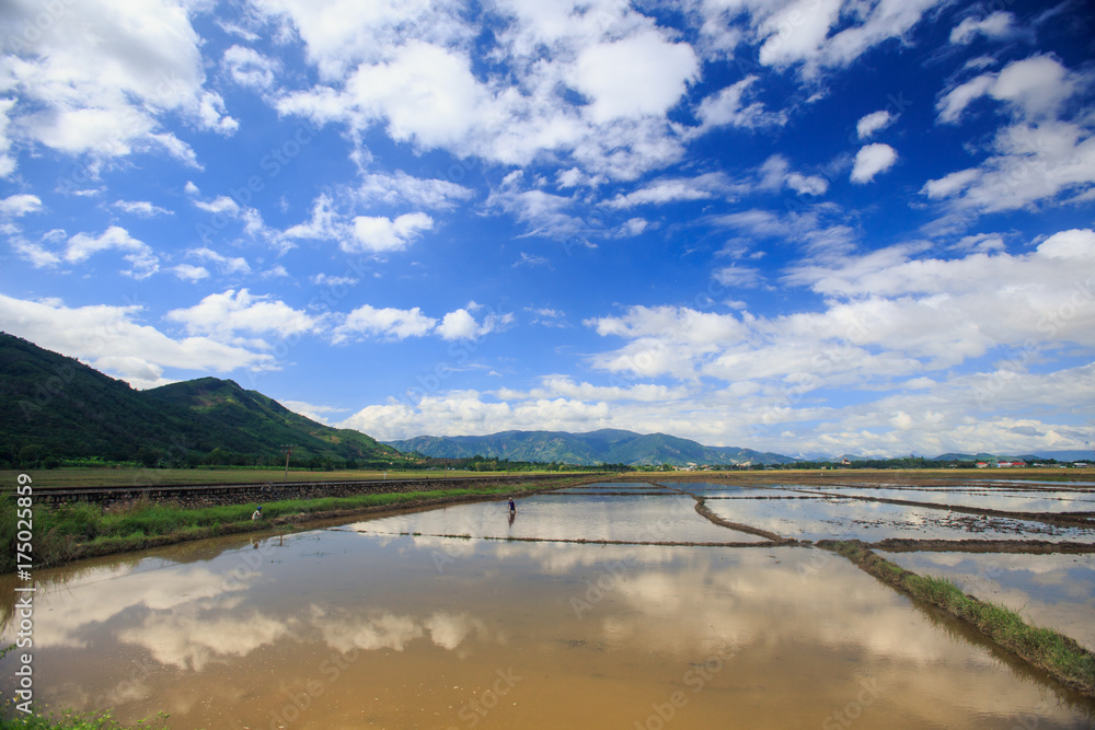 Boundless Water Rice Fields in Vietnam under Blue Sky