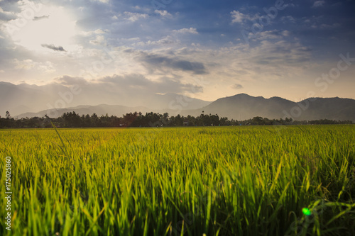 Boundless Rice Field against Hills under Blue Sky in Vietnam
