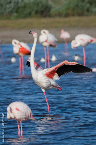 A greater flamingo appears to be dancing at Rocherpan  South Africa