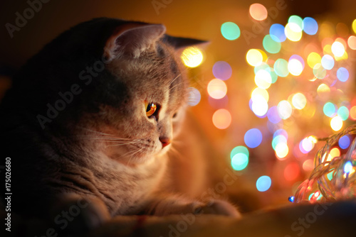 Photography Cat and Christmas lights