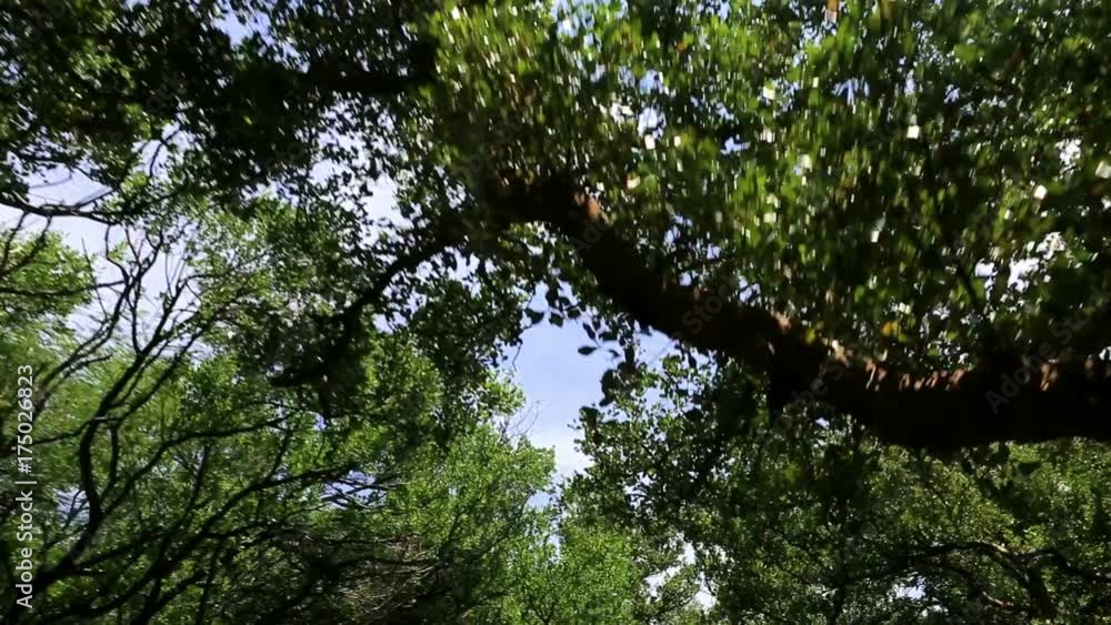 Mangrove forest from below, looking above while moving forward on the boat. Mangrove forest from below, looking above while moving forward on the boat.