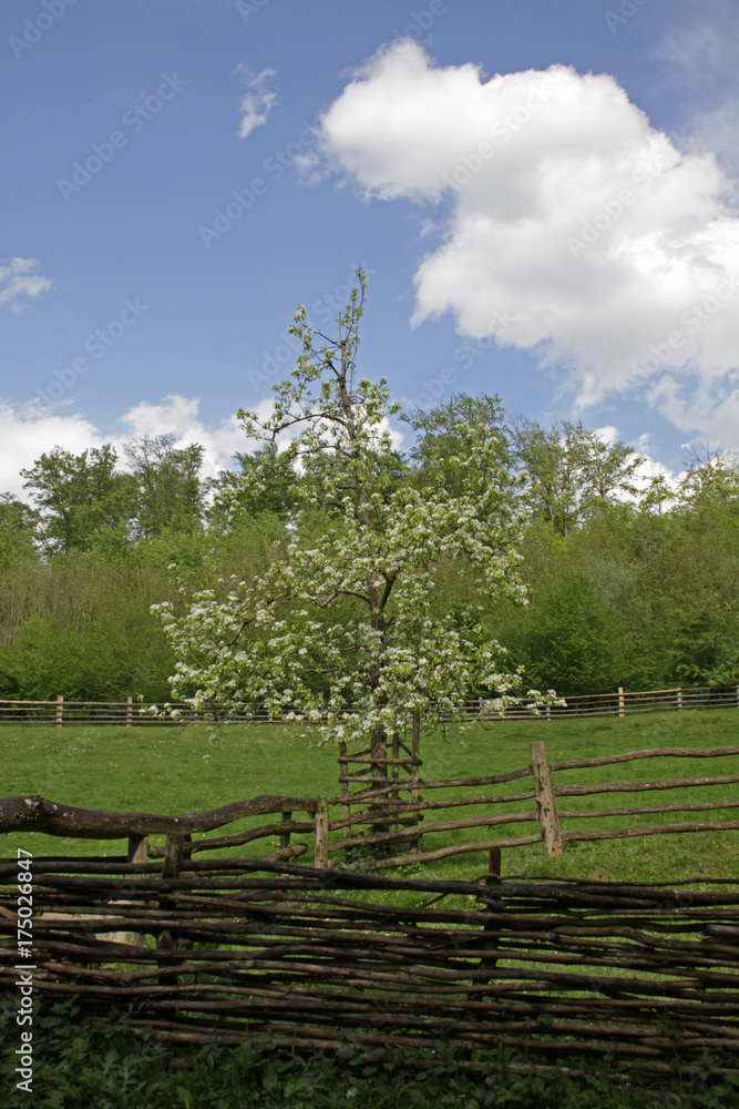 Blühender Apfelbaum