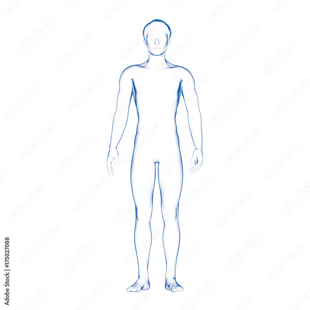 Drawing Male Body Forms