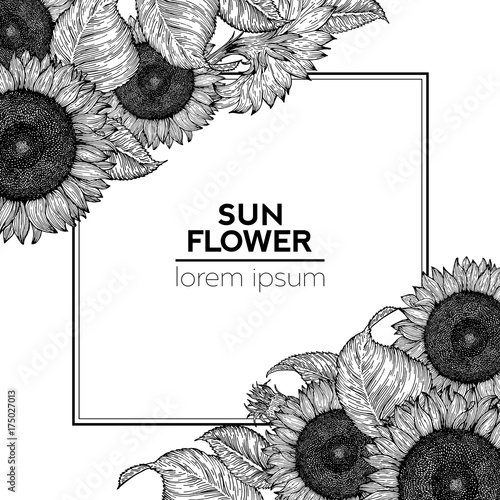 Sunflower vintage design template. Sunflower frame corner composition. Vector hand drawn illustration