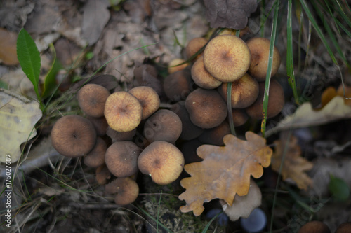 Pilze im Wald 