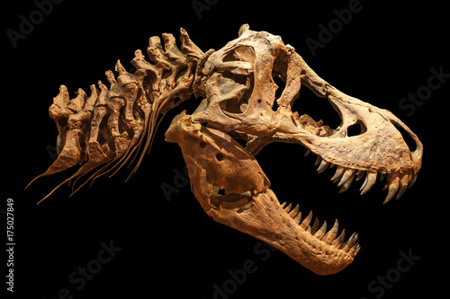 Skeleton of Tyrannosaurus rex ( T-rex ) on isolated background . ( Skull and Neck ) © stockdevil