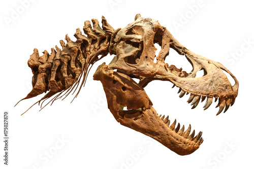 Skeleton of Tyrannosaurus rex ( T-rex ) on isolated background . ( Skull and Neck )