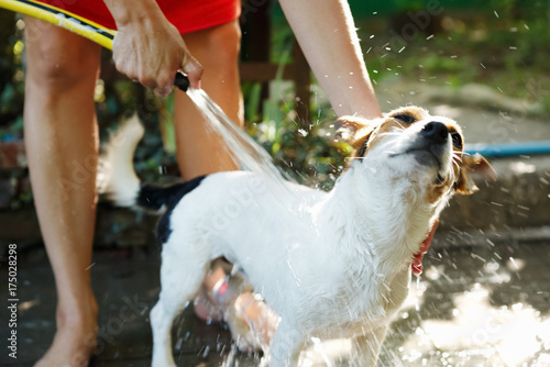 Fototapeta Naklejka Na Ścianę i Meble -  Crop girl bathing Jack Russel Terrier in backyard with garden hose.