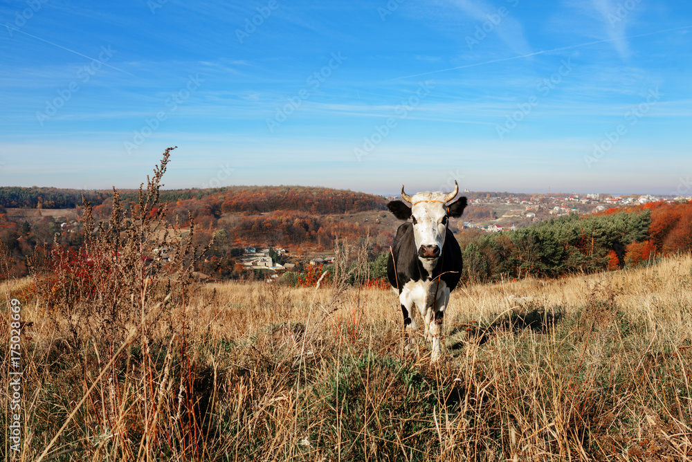 One horned black and white cow grazing on the autumn glade and staring at the camera on the background of country One horned black and white cow grazing on the autumn glade and staring at the camera on the background of country